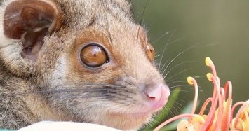 Cận cảnh động vật đáng yêu trong vườn thú Úc 