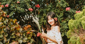Cận cảnh mùa hoa tường vi rực rỡ khắp Hà Nội