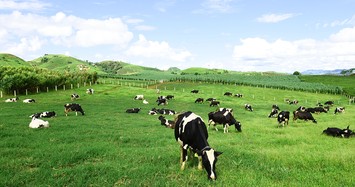 Mộc Châu Milk lên kế hoạch lãi tăng 7%, cổ tức tối thiểu tỷ lệ 50%