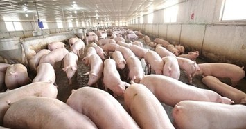 Dấu hiệu nhận biết thịt bị nhiễm dịch tả lợn châu Phi