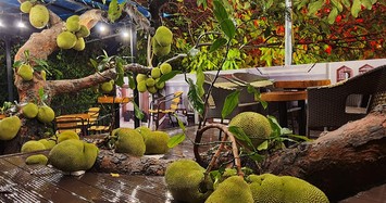 Ngắm quán cà phê được xây dựng quanh cây mít trĩu quả