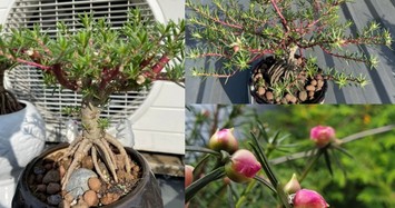 Hoa mười giờ lên chậu bonsai có giá nửa triệu đồng/cây