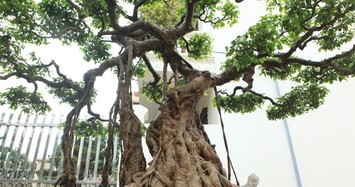 Tận mục cây sanh cổ trị giá 30 tỷ của đại gia Việt