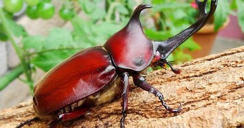 Ấn tượng những loài bọ cánh cứng có vẻ ngoài quái dị nhất thế giới