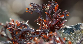 Chiêm ngưỡng dáng vẻ quyến rũ mê hồn về các loài tảo đỏ
