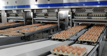 Ngoài thép, Hòa Phát còn dẫn đầu miền Bắc về sản lượng trứng gà 