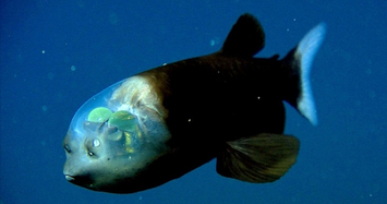 Những sinh vật kỳ lạ dưới biển được phát hiện trong năm 2021