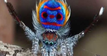Video lạ về loại nhện ngừng khiêu vũ là… bi kịch