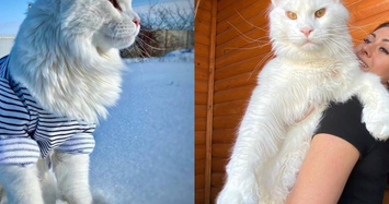 Video: Cực lạ mèo cưng có ngoại hình khổng lồ