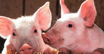 Video: Ra mắt từ điển phiên dịch tiếng lợn ở Đan Mạch