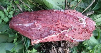 Video: Ai đủ can đảm ăn đặc sản “thịt bò kiến đốt” có một không hai?