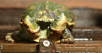Video: Tận mục rùa hai đầu hiếm gặp sinh ra ở Hà Lan