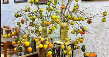 Video: Trào lưu cắm cành quả “đẹp - độc - lạ”