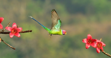 Video: Những góc nhìn thú vị từ giải “Nhiếp ảnh gia loài chim”