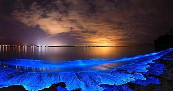 Kỳ ảo 'bữa tiệc ánh sáng' trên biển do tảo phát quang