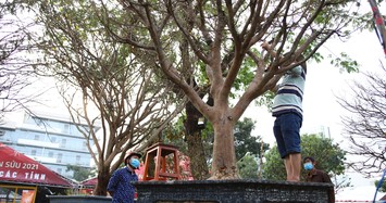 Cận cảnh những cây mai cổ thụ tiền tỷ ở Sài Gòn