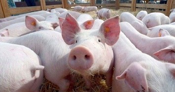 Chênh lệch các khâu chiếm 40% giá thành thịt lợn