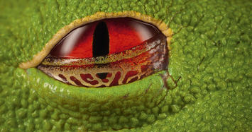 Kinh ngạc những đôi mắt đẹp nhất trong vương quốc động vật