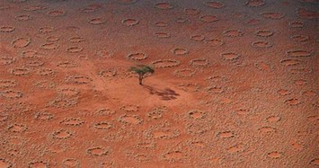Giải mã thành công những “vòng tròn thần tiên” ở sa mạc Namib