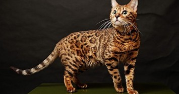 Những loài mèo đắt đỏ nhất thế giới được các đại gia chi hàng trăm nghìn USD mua về