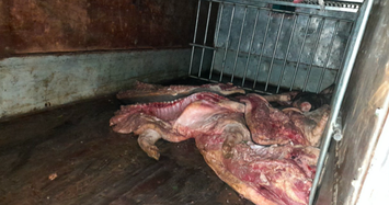 Tuyên Quang: Bắt vụ vận chuyển gần 1 tấn lợn mắc dịch tả heo châu Phi
