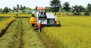 Giá gạo tăng, hé lộ 3 doanh nghiệp niêm yết hưởng lợi lớn