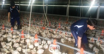 10 ngày mất ngủ chờ xuất gà sang Nhật: Con gà giá nửa tỷ USD