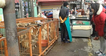 Bên trong chợ thịt chó lớn nhất Hàn Quốc vừa đóng cửa