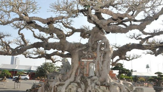 Cận cảnh cây sanh cổ 125 năm tuổi được định giá khoảng 10 tỷ
