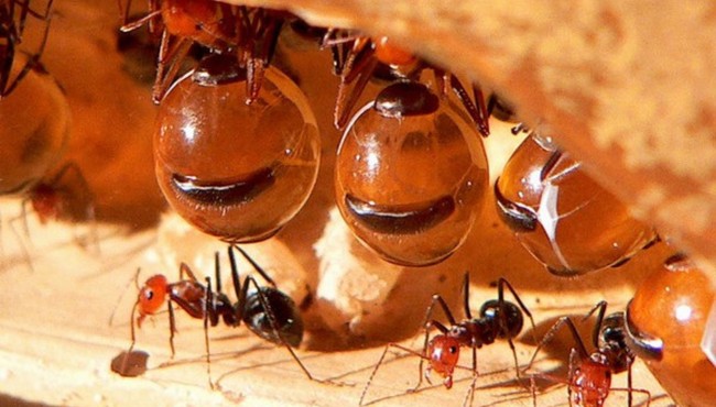 Vẻ đẹp của loài kiến có bụng căng phồng như hũ mật