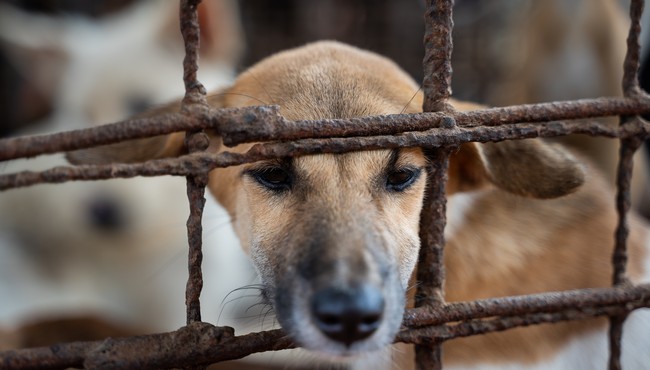 Four Paws đóng cửa một lò mổ cung cấp thịt chó lớn ở Campuchia