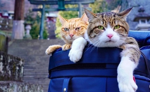 2 boss mèo được “sen” vác đi khắp Nhật Bản khiến dân mạng phát hờn
