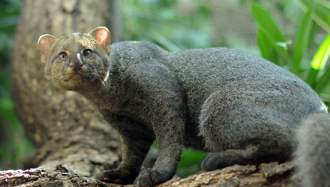 Độc đáo 12 loài mèo hoang dã đặc hữu ở châu Mỹ