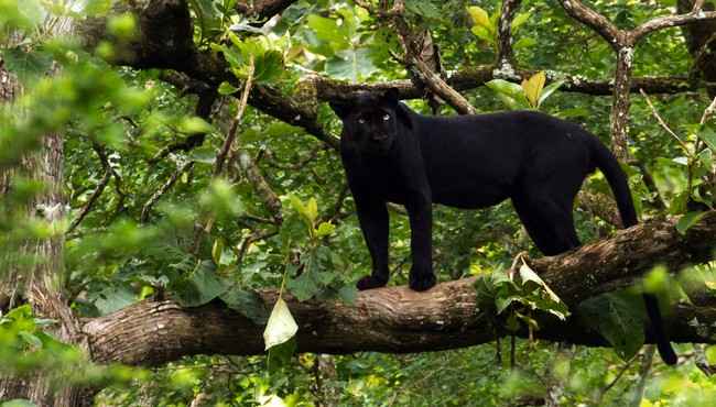 Xôn xao văn bản thông báo 2 con báo đen nặng 100kg xuất hiện ở Đồng Nai