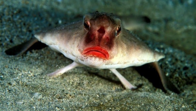 Thú vị loài cá có đôi môi gợi cảm như thiếu nữ tô son