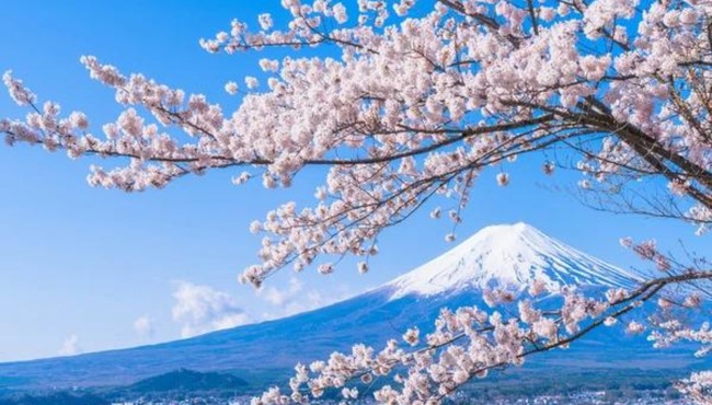 Nhật Bản sở hữu loài hoa “chứng nhân lịch sử” đặc biệt như nào?