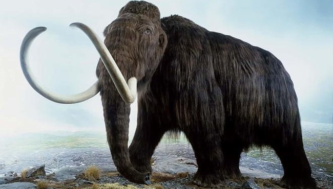 Trước khi bị tuyệt chủng, voi ma mút khổng lồ sống ở đâu?