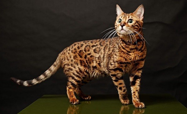 Những loài mèo đắt đỏ nhất thế giới được các đại gia chi hàng trăm nghìn USD mua về