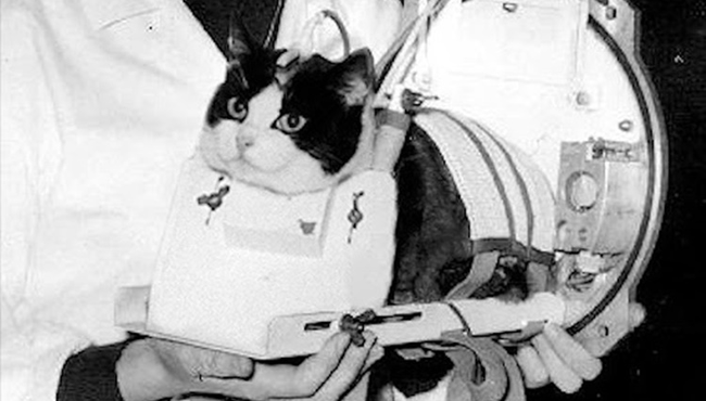 Biết gì về chú mèo đầu tiên và duy nhất bay vào không gian?