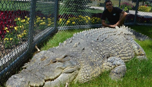 Cá sấu sở hữu 'vũ khí tối thượng' dù ăn rắn cực độc vẫn an toàn