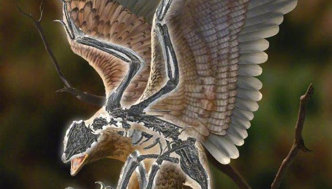 Phát hiện loài chim sống trong kỷ Phấn trắng tiến hóa khác thường