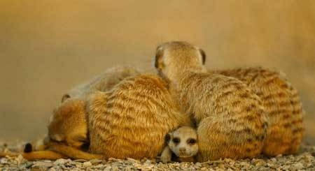 Những kiểu ngủ dị thường của các loài động vật 
