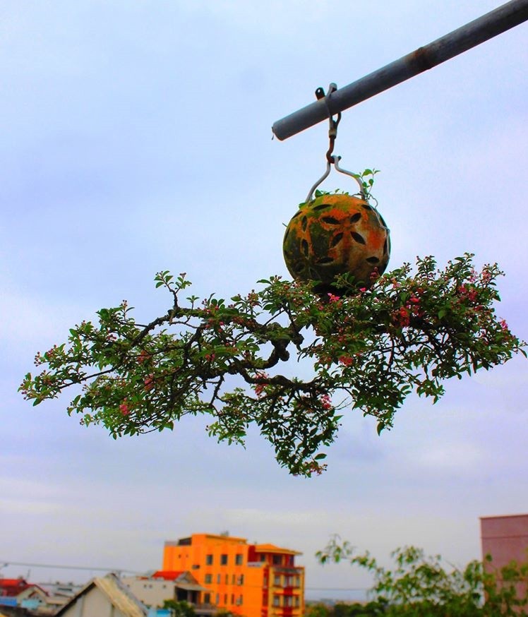 Chiem nguong nhung chau bonsai moc nguoc doc nhat vo nhi-Hinh-2