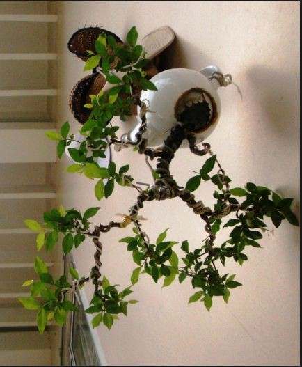 Chiem nguong nhung chau bonsai moc nguoc doc nhat vo nhi-Hinh-9