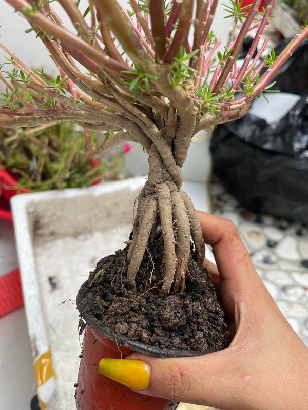Hoa muoi gio len chau bonsai co gia nua trieu dong/cay-Hinh-4