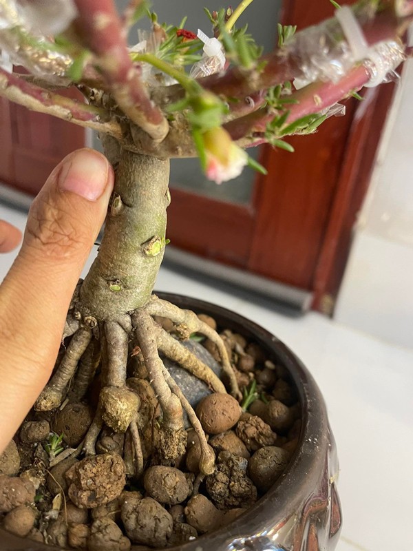Hoa muoi gio len chau bonsai co gia nua trieu dong/cay-Hinh-9