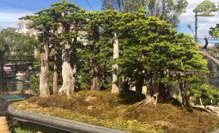 Mê mẩn loạt tuyệt tác rừng bonsai siêu đẹp